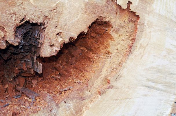 Veltrusy, 28.2.2003
Trouchnivé dřevo dutin mohutných dubů osidluje také kovařík Ampedus elegantulus. 
Schlüsselwörter: Veltrusy obora Ampedus elegantulus