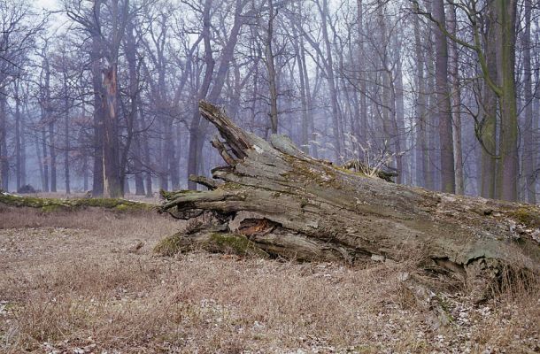 Veltrusy, 28.2.2003
Prastarý dub v oboře - monumentální památník zašlé slávy veltruských lesů.
Mots-clés: Veltrusy obora Ampedus cardinalis