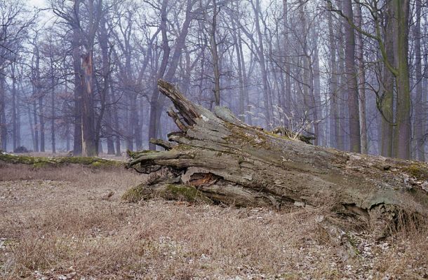 Veltrusy, 28.2.2003
Prastarý dub v oboře - monumentální památník zašlé slávy veltruských lesů.
Klíčová slova: Veltrusy obora Ampedus cardinalis