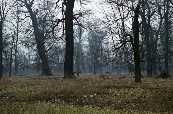 Veltrusy, 28.2.2003
Duby v oboře.
Klíčová slova: Veltrusy obora