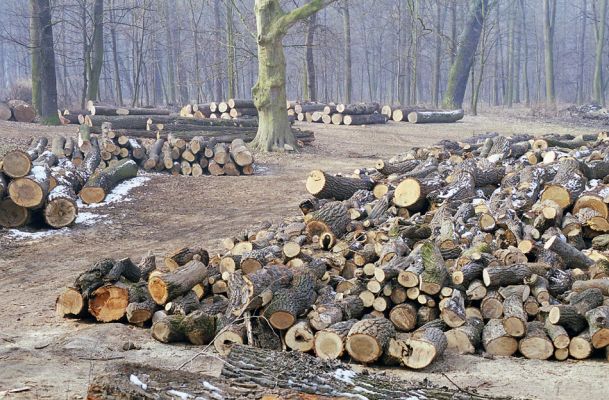 Veltrusy, 28.2.2003
Probírka stromů v lužním lese.
Schlüsselwörter: Veltrusy lužní les