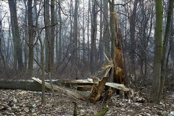 Veltrusy, 28.2.2003
Lužní les - otevřená dutina prasklého kmene jasanu, osídlená roháčky Dorcus parallelipipedus.
Klíčová slova: Veltrusy lužní les Dorcus parallelipipedus