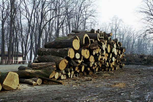 Veltrusy, 28.2.2003
Skládka vytěženého dřeva u kempu.
Klíčová slova: Veltrusy lužní les