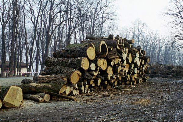 Veltrusy, 28.2.2003
Skládka vytěženého dřeva u kempu.
Schlüsselwörter: Veltrusy lužní les