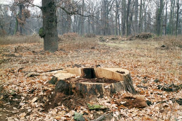 Veltrusy, zámecký park, 2.12.2003
Pařez dubu v oboře. V trouchu na zemi u pařezu byly larvy Elater ferrugineus a Hemicrepidius hirtus, v trouchnivém dřevě dutiny pařezu byla imaga Ampedus elegantulus.


Schlüsselwörter: Veltrusy zámecký park obora Elater ferrugineus Hemicrepidius hirtus Ampedus elegantulus