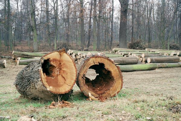 Veltrusy, zámecký park, 2.12.2003
Svoziště kmenů na louce u obory.



Schlüsselwörter: Veltrusy zámecký park Ampedus cardinalis