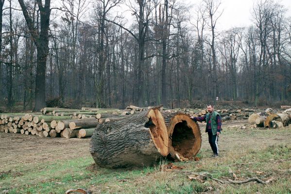 Veltrusy, zámecký park, 2.12.2003
Svoziště kmenů na louce u obory.
Klíčová slova: Veltrusy zámecký park Kylies Ampedus cardinalis