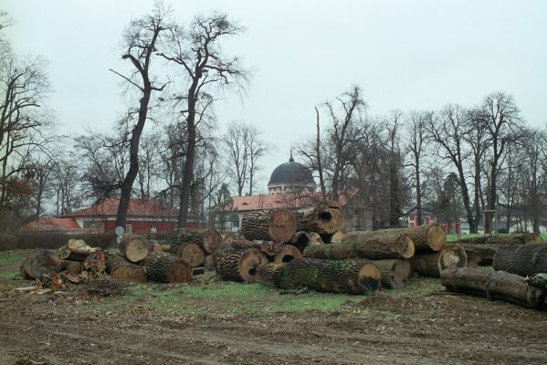 Veltrusy, zámecký park, 2.12.2003 
Duté duby na svozišti pokácených kmenů na louce u zámku. Trouchnivé dřevo dutin bylo osídleno kovařiky Crepidophorus mutilatus (30 larev).



Klíčová slova: Veltrusy zámecký park obora Crepidophorus mutilatus