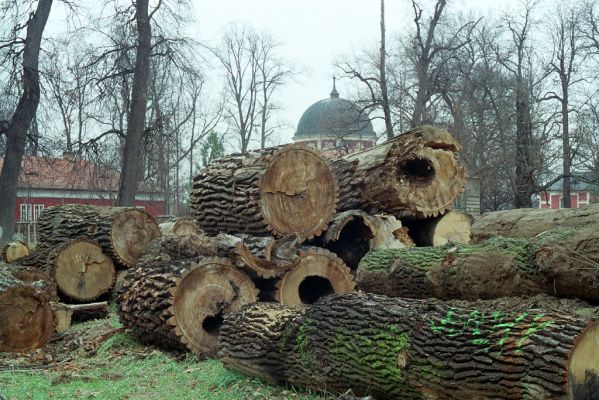 Veltrusy, zámecký park, 2.12.2003 
Duté duby na svozišti pokácených kmenů na louce u zámku. Trouchnivé dřevo dutin bylo osídleno kovařiky Crepidophorus mutilatus (30 larev).


Klíčová slova: Veltrusy zámecký park obora Crepidophorus mutilatus