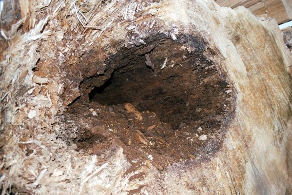 Veltrusy, zámecký park, 2.12.2003 
Dutý dub na svozišti pokácených kmenů na louce u zámku. Trouchnivé dřevo dutiny bylo osídleno kovařiky Crepidophorus mutilatus (30 larev).
Klíčová slova: Veltrusy zámecký park obora Crepidophorus mutilatus