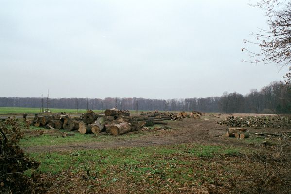 Veltrusy, zámecký park, 2.12.2003 
Svoziště kmenů na louce u obory.
Klíčová slova: Veltrusy zámecký park Crepidophorus mutilatus