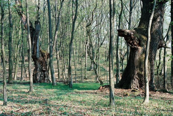 Veľký Blh - Vereš, 22.4.2006
Horný Červený les - zarostlý pastevní les. Háj prastarých dubových obrů. Někteří ještě vzdorují času, čas některých se naplnil.
Keywords: Veľký Blh Nagybalog Vereš Horný Červený les Ampedus hjorti cardinalis Lacon guerceus Brachygonus dubius Brachygonus ruficeps