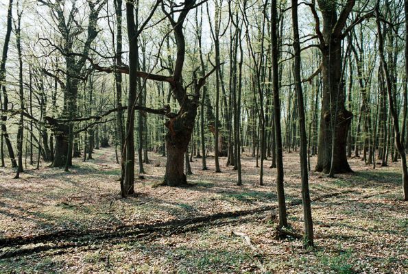 Veľký Blh - Vereš, 22.4.2006
Horný Červený les - zarostlý pastevní les. Háj prastarých dubových obrů. Někteří ještě vzdorují času, čas některých se naplnil.
Schlüsselwörter: Veľký Blh Nagybalog Vereš Horný Červený les Ampedus hjorti cardinalis Lacon guerceus Brachygonus dubius Brachygonus ruficeps