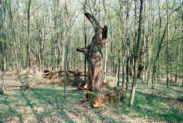 Veľký Blh - Vereš, 22.4.2006
Horný Červený les - zarostlý pastevní les. Háj prastarých dubových obrů. Někteří ještě vzdorují času, čas některých se naplnil.
Keywords: Veľký Blh Nagybalog Vereš Horný Červený les Ampedus hjorti cardinalis praeustus quadrisignatus Lacon guerceus Brachygonus dubius Brachygonus ruficeps