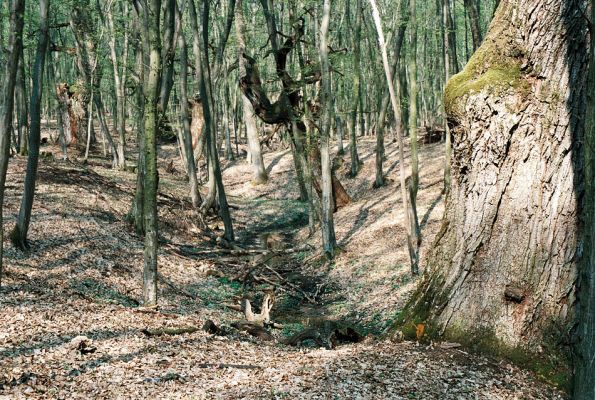 Veľký Blh - Vereš, 22.4.2006
Horný Červený les - zarostlý pastevní les. Háj prastarých dubových obrů. Někteří ještě vzdorují času, čas některých se naplnil. Typický příklad devastačního ochranářského konzervacionalismu. 
Keywords: Veľký Blh Nagybalog Vereš Horný Červený les Ampedus hjorti cardinalis Lacon guerceus Brachygonus dubius