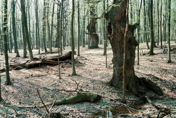 Veľký Blh - Vereš, 22.4.2006
Horný Červený es - zarostlý pastevní les. Háj prastarých dubových obrů. Někteří ještě vzdorují času, čas některých se naplnil. Typický příklad devastačního ochranářského konzervacionalismu. 
Schlüsselwörter: Veľký Blh Nagybalog Vereš Horný Červený les Ampedus hjorti cardinalis praeustus quadrisignatus Lacon guerceus Brachygonus dubius Brachygonus ruficeps