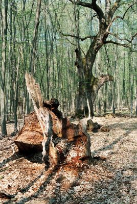 Veľký Blh - Vereš, 22.4.2006
Horný Červený les - zarostlý pastevní les. Háj prastarých dubových obrů. Někteří ještě vzdorují času, čas některých se naplnil.
Schlüsselwörter: Veľký Blh Nagybalog Vereš Horný Červený les Ampedus hjorti cardinalis praeustus quadrisignatus Lacon guerceus Brachygonus dubius Brachygonus ruficeps