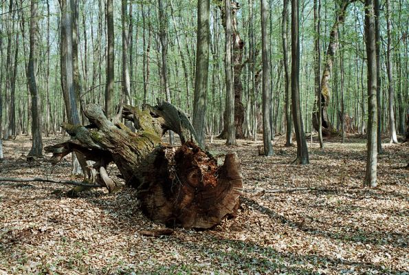 Veľký Blh - Vereš, 22.4.2006
Horný Červený les - zarostlý pastevní les. Háj prastarých dubových obrů. Někteří ještě vzdorují času, čas ostatních již se naplnil. Typický příklad devastačního ochranářského konzervacionalismu. 
Mots-clés: Veľký Blh Nagybalog Vereš Horný Červený les Ampedus hjorti cardinalis praeustus quadrisignatus Lacon guerceus Brachygonus dubius Brachygonus ruficeps