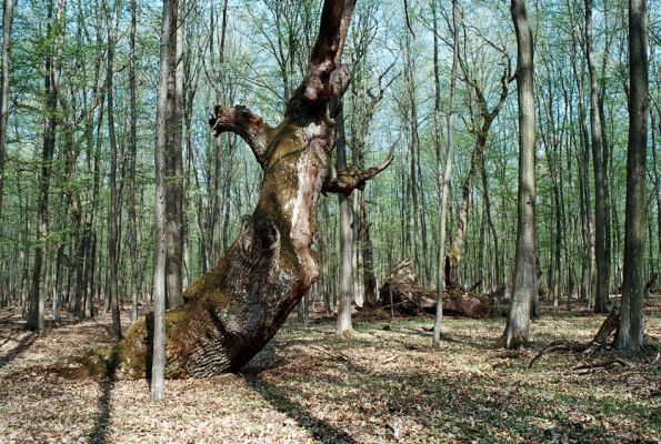 Veľký Blh - Vereš, 22.4.2006
Horný Červený les - zarostlý pastevní les. Háj prastarých dubových obrů. Někteří ještě vzdorují času, čas ostatních již se naplnil. Typický příklad devastačního ochranářského konzervacionalismu. 
Schlüsselwörter: Veľký Blh Nagybalog Vereš Horný Červený les Ampedus hjorti cardinalis Lacon guerceus Brachygonus dubius Brachygonus ruficeps