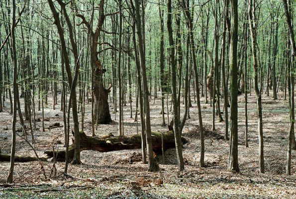 Veľký Blh - Vereš, 22.4.2006
Horný Červený les - zarostlý pastevní les. Háj prastarých dubových obrů. Někteří ještě vzdorují času, čas ostatních již se naplnil. Typický příklad devastačního ochranářského konzervacionalismu. 
Mots-clés: Veľký Blh Nagybalog Vereš Horný Červený les Ampedus hjorti cardinalis praeustus quadrisignatus Lacon guerceus Brachygonus dubius Brachygonus ruficeps