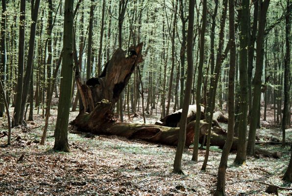 Veľký Blh - Vereš, 22.4.2006
Horný Červený les - zarostlý pastevní les. Háj prastarých dubových obrů. Někteří ještě vzdorují času, čas ostatních již se naplnil. Typický příklad devastačního ochranářského konzervacionalismu. 
Mots-clés: Veľký Blh Nagybalog Vereš Horný Červený les Ampedus hjorti cardinalis praeustus quadrisignatus Lacon guerceus Brachygonus dubius Brachygonus ruficeps