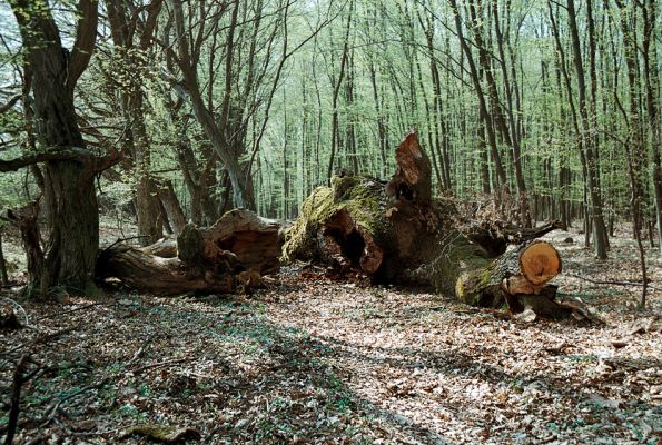 Veľký Blh - Vereš, 22.4.2006
Horný Červený les - zarostlý pastevní les. Háj prastarých dubových obrů. Někteří ještě vzdorují času, čas ostatních již se naplnil. Typický příklad devastačního ochranářského konzervacionalismu. 
Schlüsselwörter: Veľký Blh Nagybalog Vereš Horný Červený les Ampedus hjorti cardinalis praeustus quadrisignatus Lacon guerceus Brachygonus dubius Brachygonus ruficeps