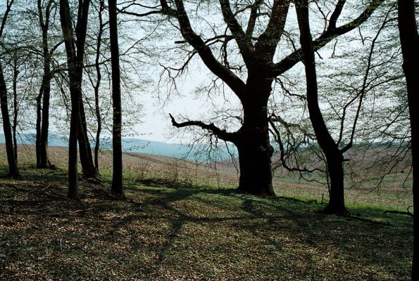 Veľký Blh - Vereš, 22.4.2006
Horný Červený les - zarostlý pastevní les. Háj prastarých dubových obrů. Někteří ještě vzdorují času, čas ostatních již se naplnil. Typický příklad devastačního ochranářského konzervacionalismu. 
Schlüsselwörter: Veľký Blh Nagybalog Vereš Horný Červený les