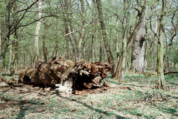 Veľký Blh - Vereš, 22.4.2006
Horný Červený les - zarostlý pastevní les. Háj prastarých dubových obrů. Někteří ještě vzdorují času, čas ostatních již se naplnil. Typický příklad devastačního ochranářského konzervacionalismu. 
Schlüsselwörter: Veľký Blh Nagybalog Vereš Horný Červený les Ampedus hjorti cardinalis praeustus quadrisignatus Lacon guerceus Brachygonus dubius Brachygonus ruficeps