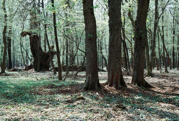 Veľký Blh - Vereš, 22.4.2006
Horný Červený les - zarostlý pastevní les. Háj prastarých dubových obrů. Tři jírovce slouží jako zimoviště kovaříka Brachygonus ruficeps a druhů čeledi Throscidae.
Keywords: Veľký Blh Nagybalog Vereš Horný Červený les Ampedus hjorti cardinalis Lacon guerceus Brachygonus dubius Brachygonus ruficeps