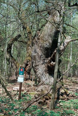 Veľký Blh - Vereš, 22.4.2006
Horný Červený les - zarostlý pastevní les. Háj prastarých dubových obrů. Někteří ještě vzdorují času, čas ostatních již se naplnil. Typický příklad devastačního ochranářského konzervacionalismu. 
Mots-clés: Veľký Blh Nagybalog Vereš Horný Červený les Ampedus hjorti cardinalis Lacon guerceus Brachygonus dubius Brachygonus ruficeps