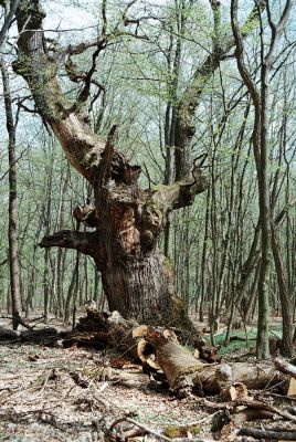 Veľký Blh - Vereš, 22.4.2006
Horný Červený les - zarostlý pastevní les. Háj prastarých dubových obrů. Někteří ještě vzdorují času, čas ostatních již se naplnil. Typický příklad devastačního ochranářského konzervacionalismu.
Schlüsselwörter: Veľký Blh Nagybalog Vereš Horný Červený les Ampedus hjorti cardinalis Elater ferrugineus Lacon guerceus Brachygonus dubius Brachygonus ruficeps