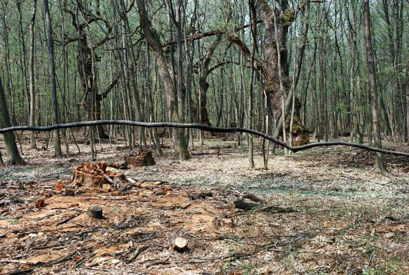 Veľký Blh - Vereš, 22.4.2006
Horný Červený les - zarostlý pastevní les. Háj prastarých dubových obrů. Někteří ještě vzdorují času, čas ostatních již se naplnil. V popředí byl dubový kmen - rozřezaný - typický příklad devastace biotopu kovaříka Ampedus quadrisignatus. Domorodci si pílí "chráněné" duby a někde jinde pracovníci ŠOP "statečně" nahánějí entomology...
Schlüsselwörter: Veľký Blh Nagybalog Vereš Horný Červený les Ampedus hjorti cardinalis praeustus quadrisignatus Lacon guerceus Brachygonus dubius Brachygonus ruficeps