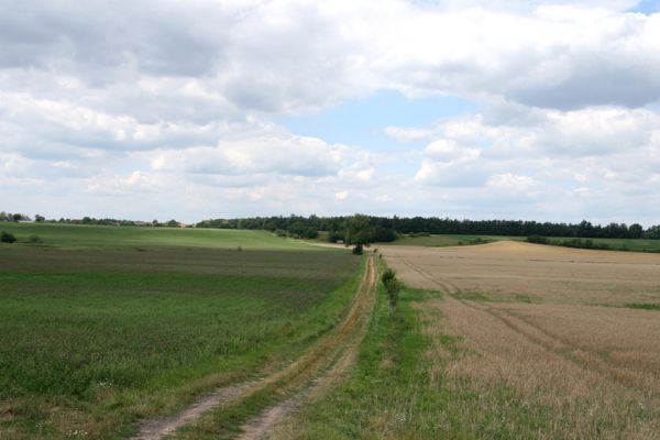 Veselice - Nouzín, 5.8.2008
Jižní pohled na část stepi, rozdělenou výsadbou smrkové monokultury.
Klíčová slova: Veselice Nouzín step