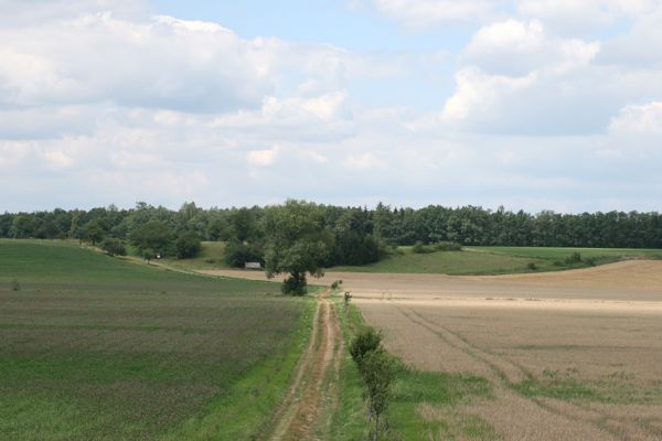 Veselice - Nouzín, 5.8.2008
Pohled na stepi, rozdělenou výsadbou smrkové monokultury.
Schlüsselwörter: Veselice Nouzín step