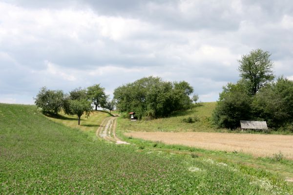 Veselice - Nouzín, 5.8.2008
Západní část stepi, rozdělené výsadbou smrkové monokultury.
Mots-clés: Veselice Nouzín step