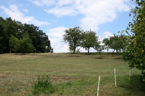 Veselice - Vinice, 5.8.2008
Funkční pastvina na jižním svahu v centru obce.
Klíčová slova: Veselice Vinice step