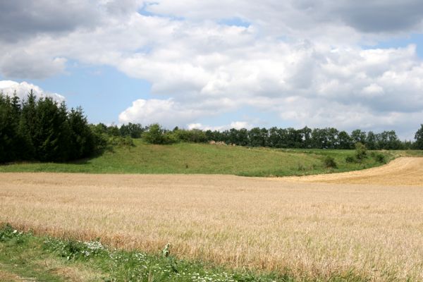 Veselice -Nouzín, 5.8.2008
Východní část stepi, rozdělené výsadbou smrkové monokultury.
Schlüsselwörter: Veselice Nouzín step