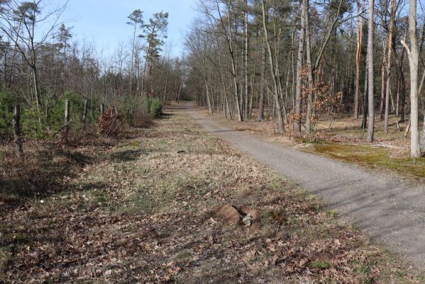 Sezemice, Veská, 16.3.2020
Lesní cesta v pásmu zalesněných dun. Ovčí past na druhy rodu Trox.
Klíčová slova: Sezemice Veská zalesněné duny Trox sabulosus