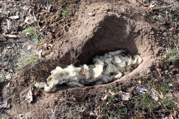 Sezemice, Veská, 16.3.2020
Lesní cesta v pásmu zalesněných dun. Ovčí past na druhy rodu Trox.
Klíčová slova: Sezemice Veská zalesněné duny Trox sabulosus