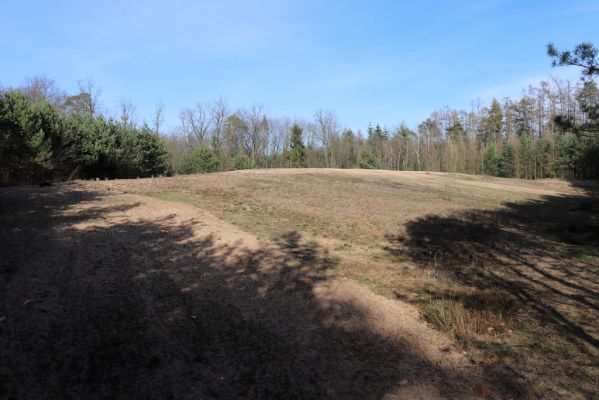 Sezemice, Veská, 16.3.2020
Vesecký kopec.
Keywords: Sezemice Veská Vesecký kopec Polyphylla fullo Dicronychus equisetioides