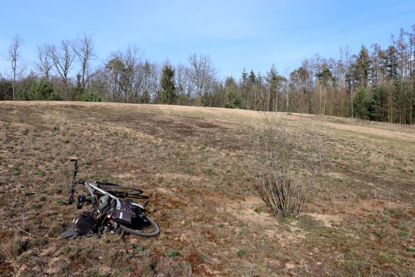 Sezemice, Veská, 16.3.2020
Vesecký kopec.
Klíčová slova: Sezemice, Veská Vesecký kopec Polyphylla fullo Dicronychus equisetioides