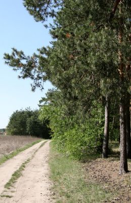 Lány u Dašic, 21.4.2009
Okraj písčité cesty mezi obcí Malolánské a Veská. Biotop kovaříka Cardiophorus asellus.
Schlüsselwörter: Lány u Dašic Malolánské Veská Cardiophorus ruficollis nigerrimus asellus