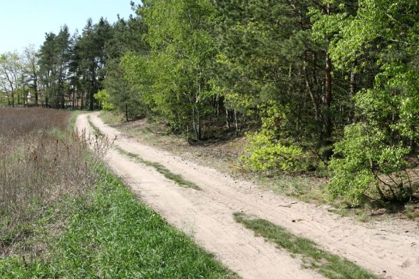 Lány u Dašic, 21.4.2009
Písčitá cesta mezi obcí Malolánské a Veská.
Schlüsselwörter: Lány u Dašic Malolánské Veská Cardiophorus ruficollis nigerrimus