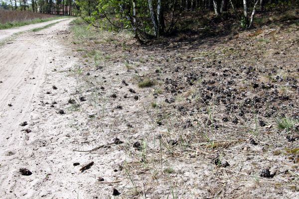 Lány u Dašic, 21.4.2009
Okraj písčité cesty mezi obcí Malolánské a Veská.
Schlüsselwörter: Lány u Dašic Malolánské Veská Cardiophorus asellus