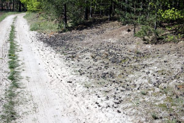 Lány u Dašic, 21.4.2009
Okraj písčité cesty mezi obcí Malolánské a Veská. 
Schlüsselwörter: Lány u Dašic Malolánské Veská Cardiophorus asellus