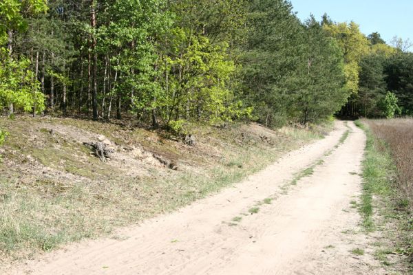 Lány u Dašic, 21.4.2009
Písčitá cesta mezi obcí Malolánské a Veská. 
Keywords: Lány u Dašic Malolánské Veská Cardiophorus ruficollis nigerrimus asellus