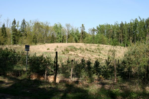 Veská, 21.4.2009
Písečná duna Vesecký kopec. Biotop kovaříka Dicronychus equisetioides.
Schlüsselwörter: Veská Vesecký kopec Dicronychus equisetioides