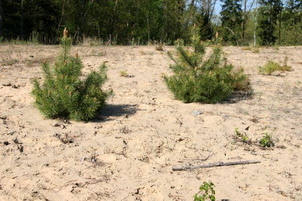 Veská, 21.4.2009
Písečná duna Vesecký kopec. Biotop kovaříka Dicronychus equisetioides. Každý návštěvník je povinen odstranit jeden kmínek náletové dřevity - vyšší aktivitě návštěvníka se meze nekladou.
Keywords: Veská Vesecký kopec Dicronychus equisetioides