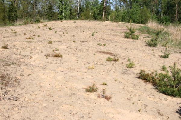 Veská, 21.4.2009
Písečná duna Vesecký kopec. Biotop kovaříka Dicronychus equisetioides.
Schlüsselwörter: Veská Vesecký kopec Dicronychus equisetioides