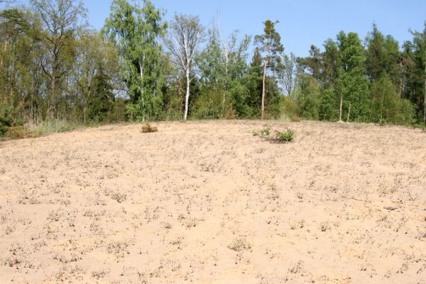 Veská, 21.4.2009
Písečná duna Vesecký kopec. Biotop kovaříka Dicronychus equisetioides.
Schlüsselwörter: Veská Vesecký kopec Dicronychus equisetioides